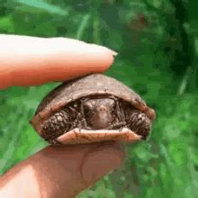 Funny Turtle GIFs | Tenor