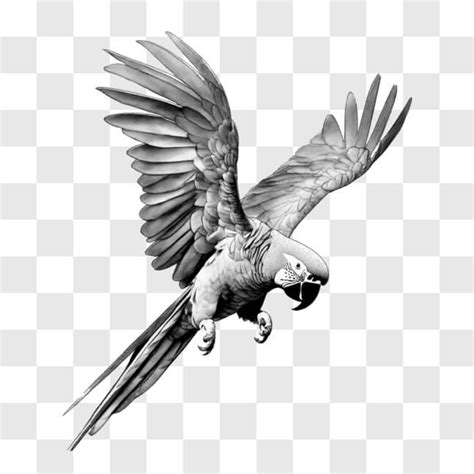 Download Black and White Drawing of Exotic Parrot in Flight Sketches ...