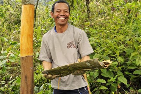 Cinnamon harvesting process - Terrassin Foodstuffs Trading LLC