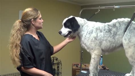 Great Pyrenees Grooming Tips - Special Techniques for Large Breed Dogs - news tv 24