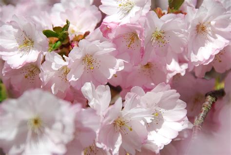 Cherry Blossom Spring Flowering · Free photo on Pixabay