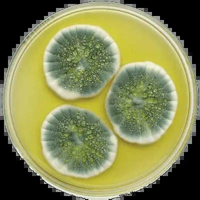 General properties of Fungi - Laboratoryinfo.com