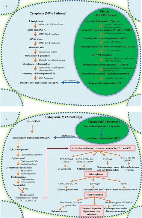 Steroidal saponin biosynthetic pathway: a overview of steroidal saponin ...