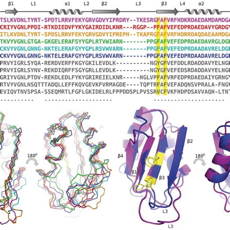 (A) SRSF2 RRM sequence and secondary structure. (B–E) Structure of ...