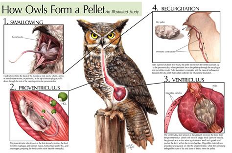 What you might ask is a pellet? O wls and other raptors, as you may ...