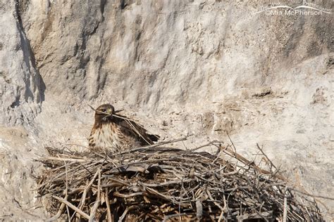 Red Tail Hawk Nest