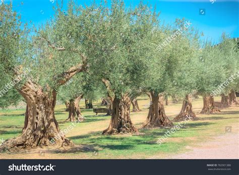 Antique Olive Tree Garden Mediterranean Old Foto de stock 782901388 | Shutterstock