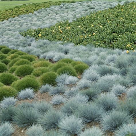 Blue Fescue Seed - Festuca Cinerea Ornamental Grass Seeds