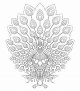 Printable Peacock Coloring Pages sketch template