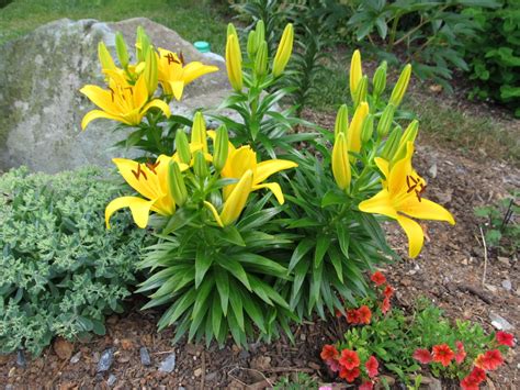 Comparing Oriental Lilies To Asiatic Lilies | What Grows There :: Hugh Conlon, Horticulturalist ...