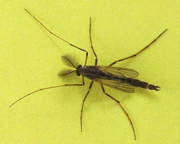 Family Chironomidae – ENT 425 – General Entomology