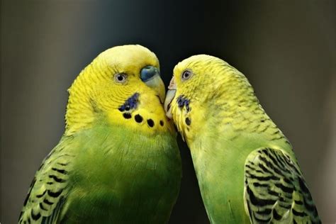 Can Parakeets Kill Each Other - Petsmopolitan