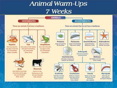 Vertebrates And Invertebrates Chart