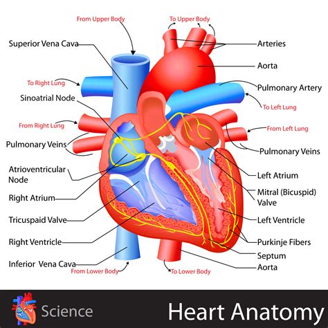 Heart Anatomy - KidsPressMagazine.com