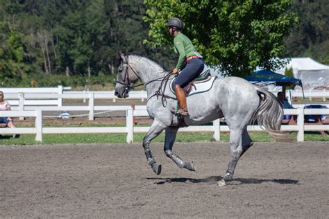 Blue Roan Thoroughbred Show Jumping 01 by JNH-Equine on DeviantArt