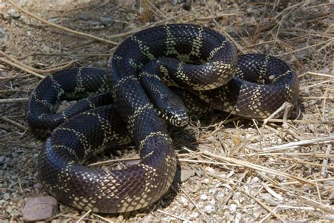 Desert Kingsnake Facts and Pictures | Reptile Fact