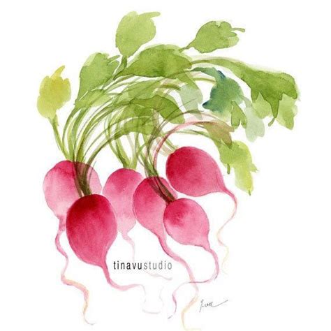 Radish watercolor painting printable | Watercolor, Watercolor print ...