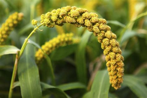 Growing Millet for Birdseed? | ThriftyFun