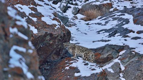 How to spot the snow leopard in Ladakh | Condé Nast Traveller India