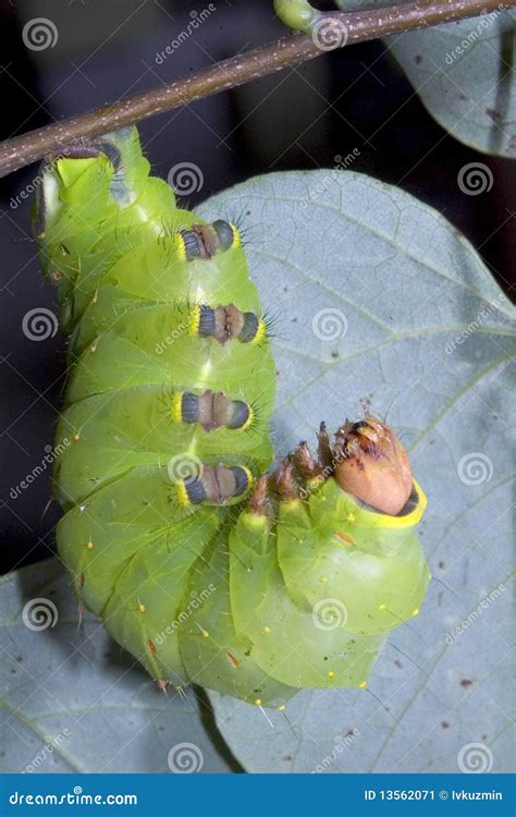 Caterpillar of the Luna Moth (Actias Luna Stock Image - Image of large ...