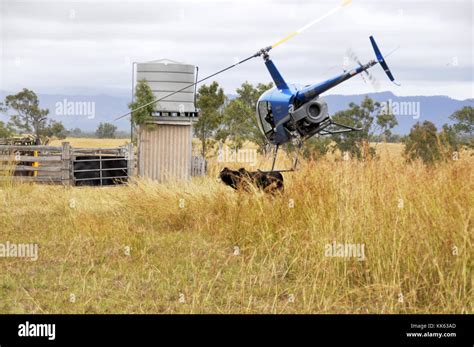 MUSTERING CATTLE BY HELICOPTER Stock Photo - Alamy