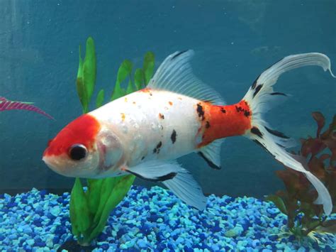 How to Fix a Floating Goldfish and Keep Them Healthy - Fish Vet