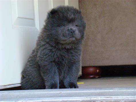 Blue Chow puppy (male) | Blue Chow puppy.... 7 weeks old | Flickr