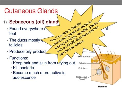 PPT - Skin Appendages: Hair, Nails, Glands PowerPoint Presentation ...