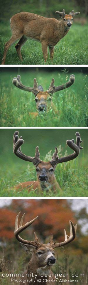 When Do Deer Shed Their Antlers? Here’s The Experts’ Point of View