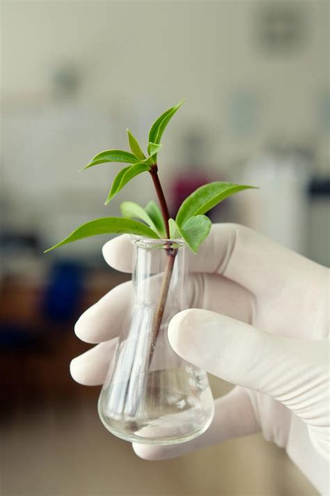 Graduate Studies in Agricultural Biotechnology (MSc) | Faculty of Arts ...