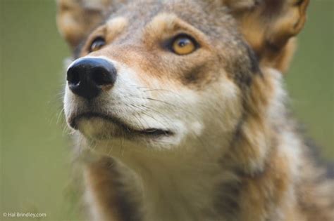 Red Wolf - Endangered Species Spotlight