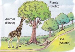 What is meant by Biotic Components in Environment - A Plus Topper