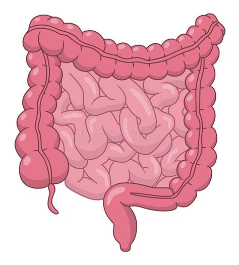 Cartoon intestines stock vector. Illustration of organ - 84835320