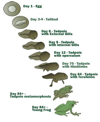 Life cycle of a tadpole. | Life cycles, Tadpole to frog, Frog