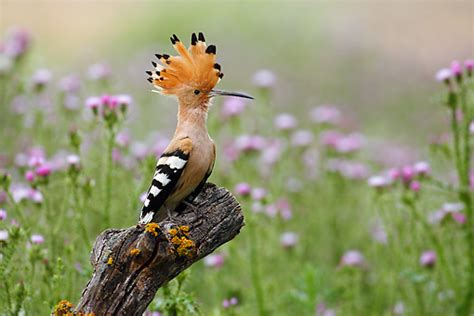 Hoopoe | The Occasional Creature Fact