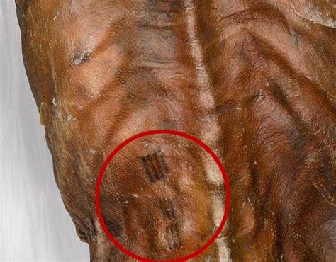 Ötzi the iceman was covered in acupuncture-like marks used as a primitive painkiller | Daily ...