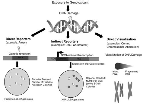 Models for Detection of Genotoxicity in vivo: Present and Future | IntechOpen