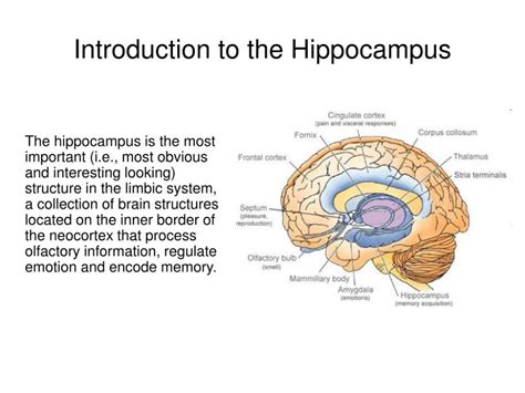 PPT - Introduction to the Hippocampus ... Cingulate Cortex, Brain Structure, Limbic System ...