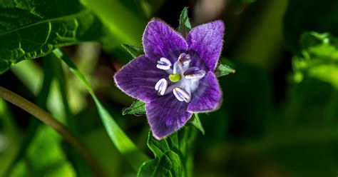 Mandrake Plant Growing & Care Guide - The Garden Magazine