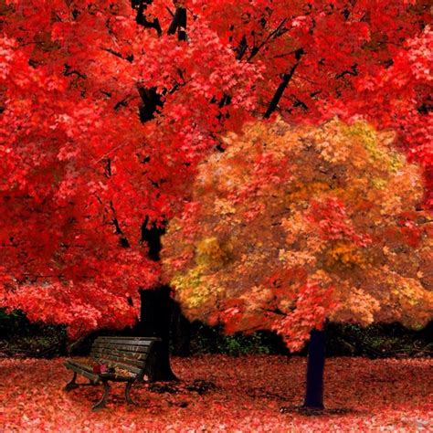 Red maple | Autumn trees, Fall pictures, Beautiful nature