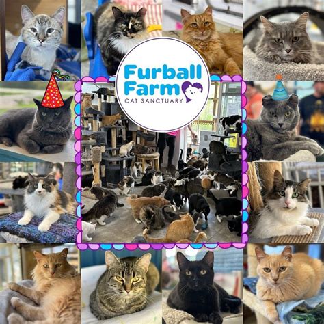 Furball Farm celebrates its 7th year! ??, Furball Farm Cat Sanctuary, Faribault, 14 October to ...