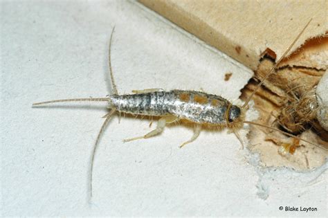 Silverfish, Vol. 4, No. 5 | Mississippi State University Extension Service