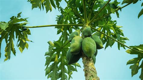 This Papaya and Papaya leaves secret can lead to a glowing skin