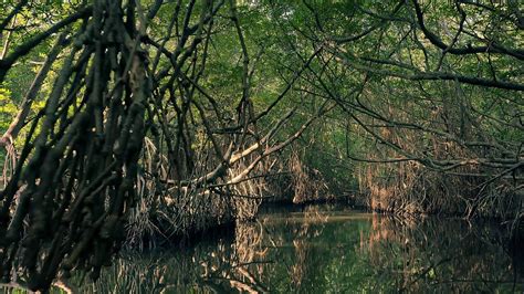 Climate Change | Everglades Foundation | United States