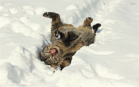 🔥 [70+] Funny Winter Animal Wallpapers | WallpaperSafari