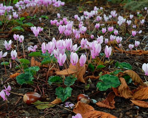 Cyclamen hederifolium bulbs/tubers — Buy 'Sowbread' online at Farmer Gracy UK