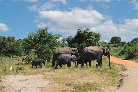 Udawalawe National park - Wildlife Safari jeep tours in Udawalawe