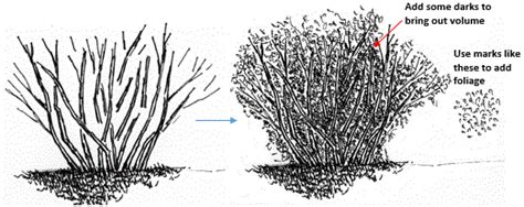 How to Draw a Bush with Pen and Ink - Pen and Ink Drawings by Rahul Jain