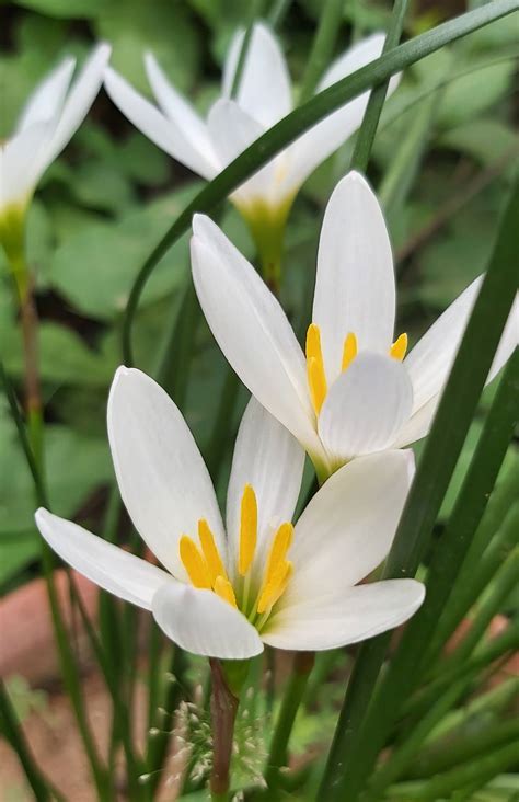 Jaipur Garden: Rain Lily plant care