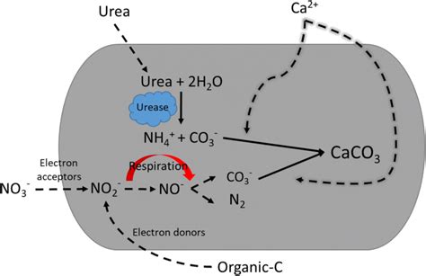 Schematic illustration for summary of urea hydrolysis and nitrate reduction | Download ...